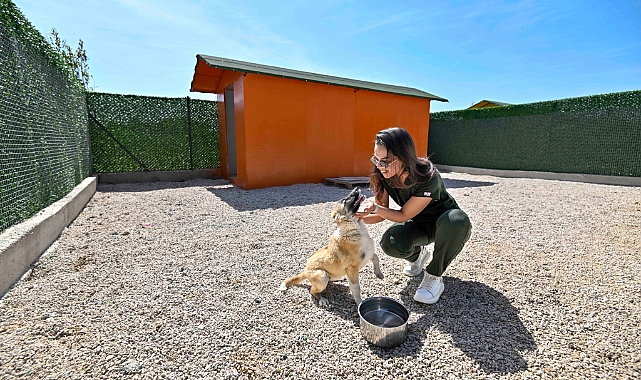 SOKAK KÖPEKLERİN ÖZEL YAŞAM ALANI