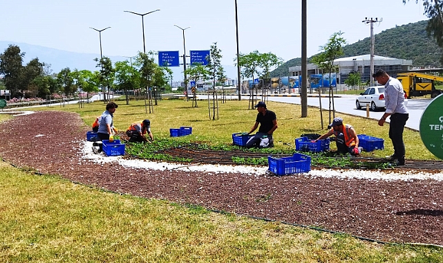 ANTALYA YAZLIK ÇİÇEKLERLE RENGARENK OLACAK