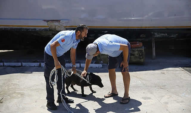 BİR KOYDA MAHSUR KALAN KÖPEK TEKNEYLE KARAYA ÇIKARILDI