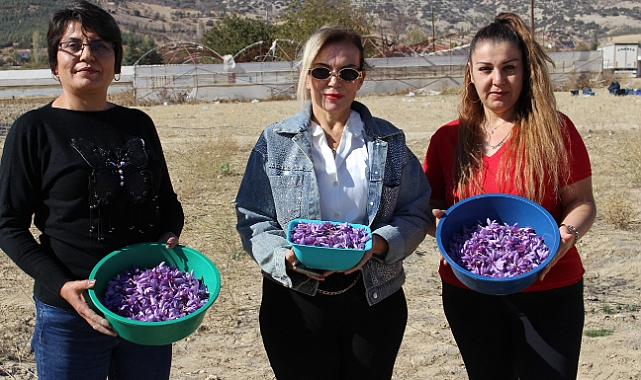 ELMALI’DA SAFRAN ÜRETİMİNDE BAŞARI