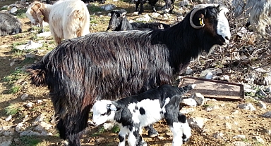 KEÇİYİ MERAYA, ÇOBANI YAYLAYA DÖNDÜRECEK 13 ÖNERİ