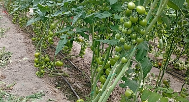 ORMAN ÇİFTÇİSİNİN SORUNU ÇÖZÜLDÜ