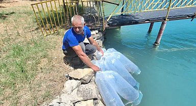 400 bin yavru balık suya bırakıldı