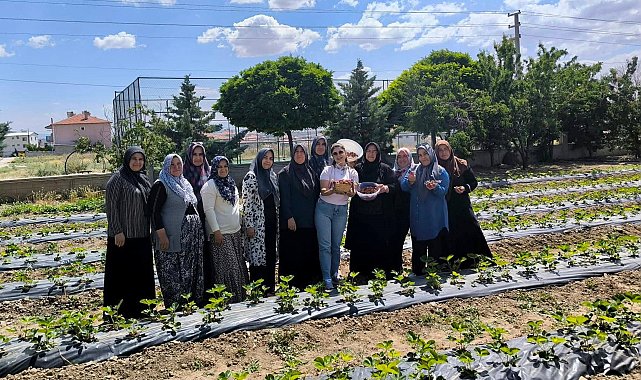 ADEM projesiyle çilek üretimi