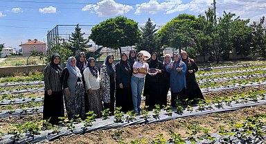 ADEM projesiyle çilek üretimi