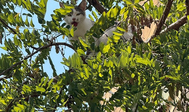 Ağaçta mahsur kalan kedi kurtarıldı