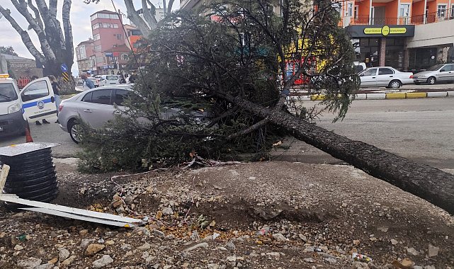 Fırtınanın kökünden söktüğü ağaç, otomobilin üzerine devrildi