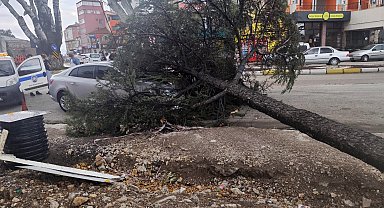 Fırtınanın kökünden söktüğü ağaç, otomobilin üzerine devrildi