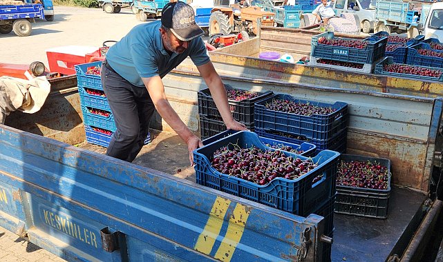 Napolyon kirazında fiyat geriledi