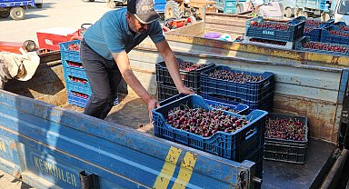 Napolyon kirazında fiyat geriledi