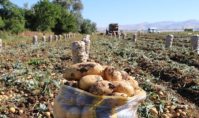 Sandıklı'da patates hasadı başladı