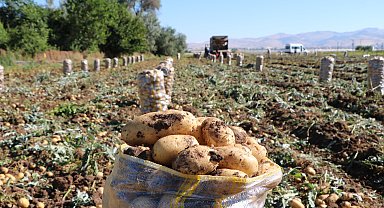 Sandıklı'da patates hasadı başladı